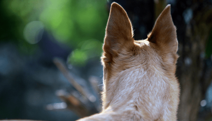 Unanswered questions about dog navigation