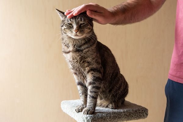 Effective Techniques for Disciplining Cats