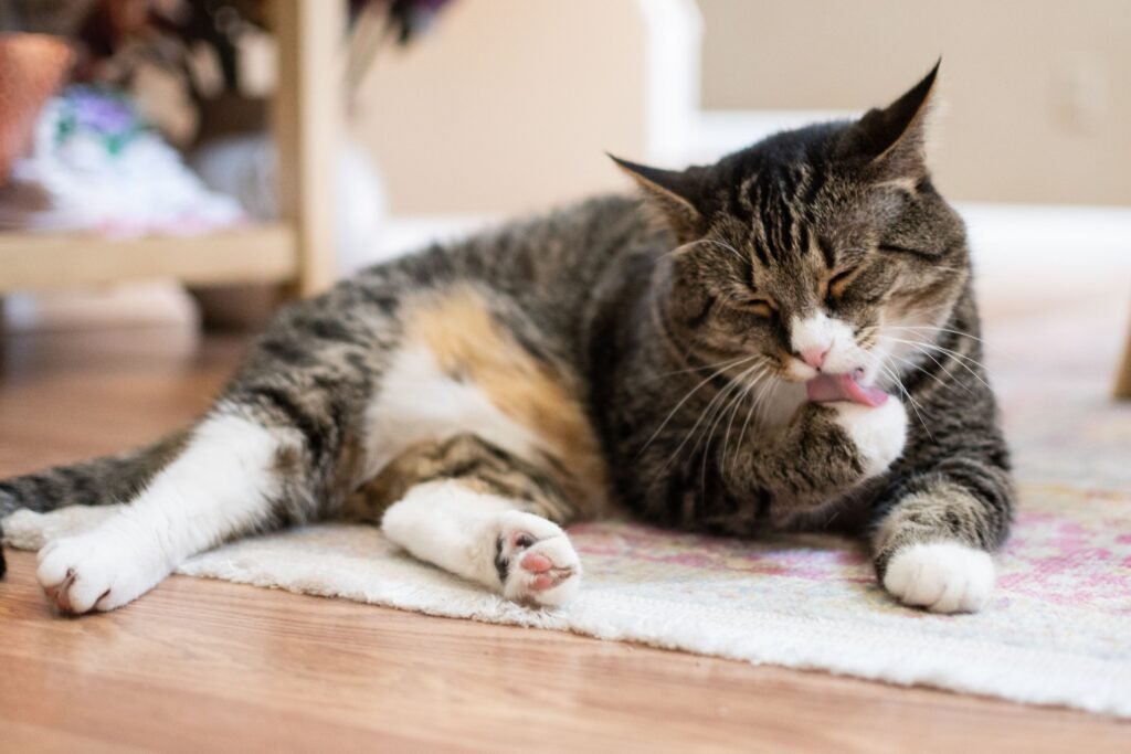 Signs of Heat in Female Cats