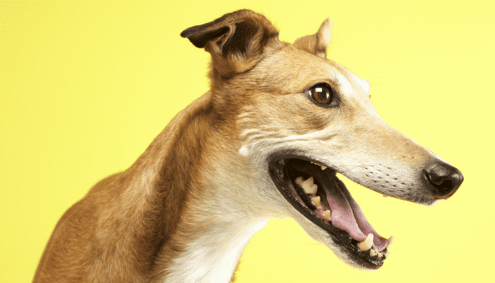 Greyhounds' Temperament and Behavior