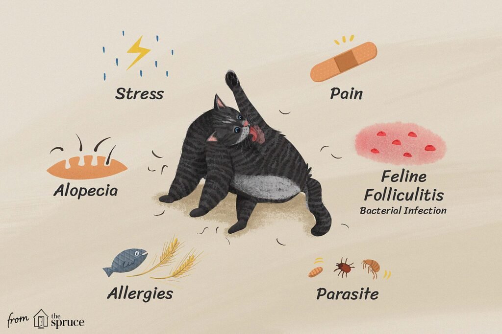Understanding Stress in Cats