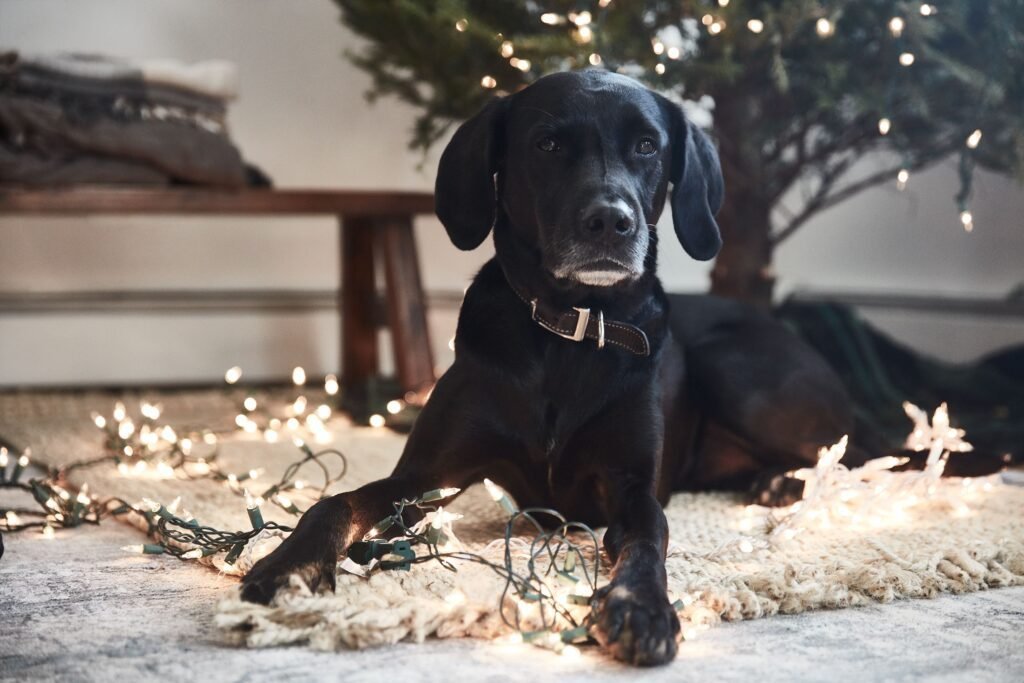 hazardous christmas trees potential dangers for cats and dogs 2