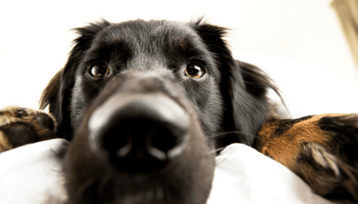 Dogs as Companions during Sickness