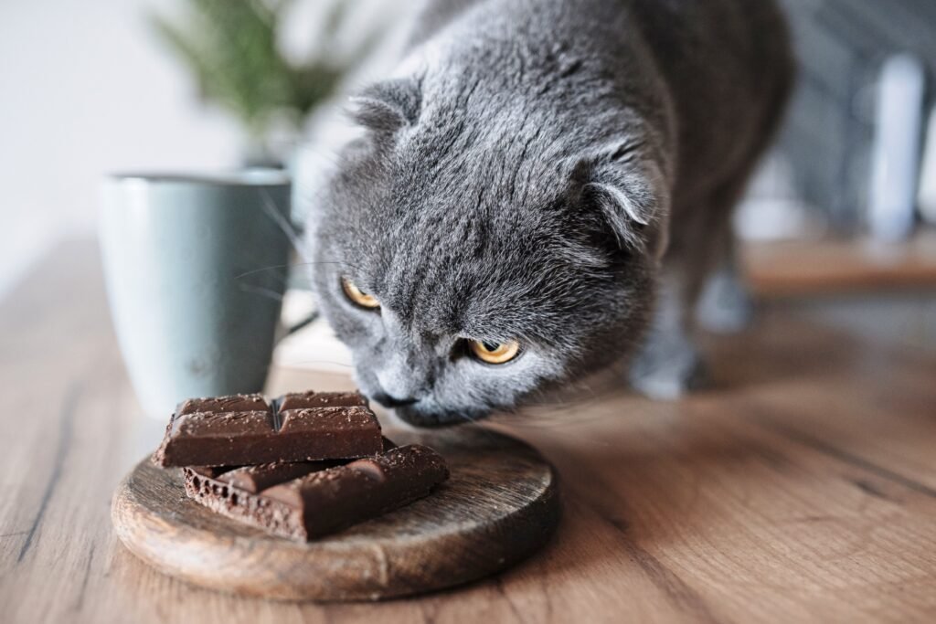 How Much Chocolate Is Bad for Cats?