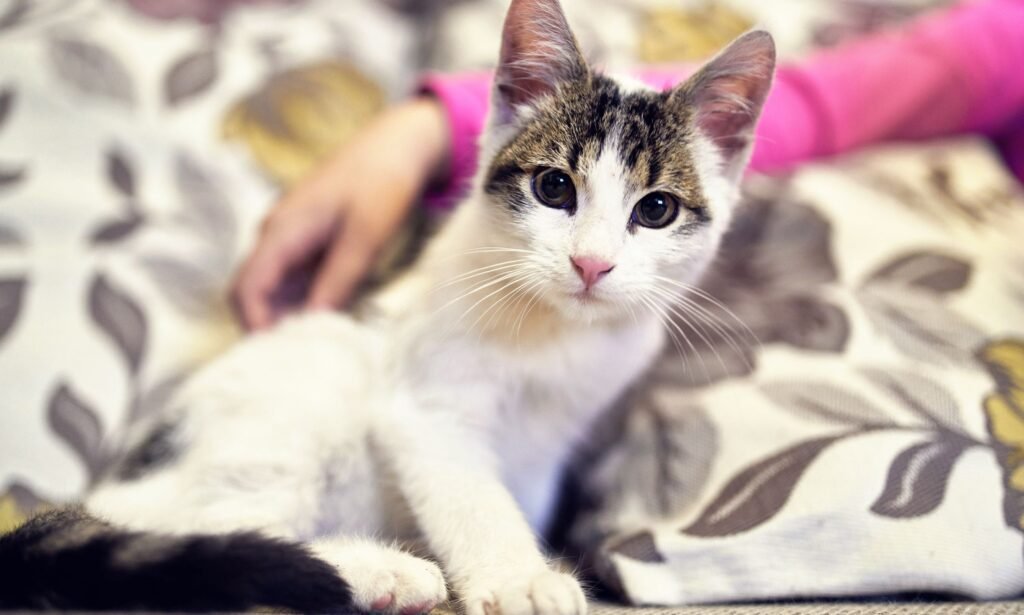 Factors Affecting the Cost of Adopting a Cat