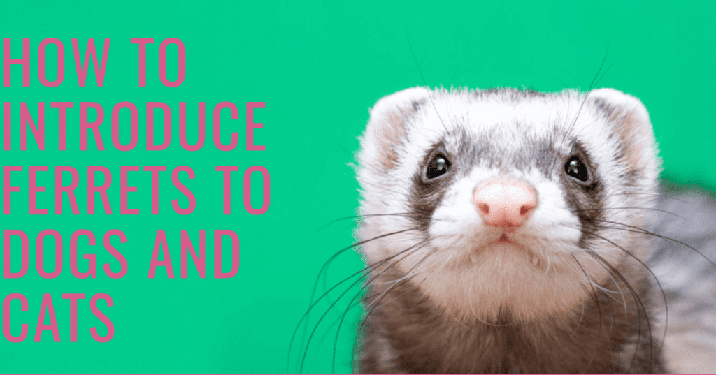 How to Introduce Ferrets to Dogs and Cats