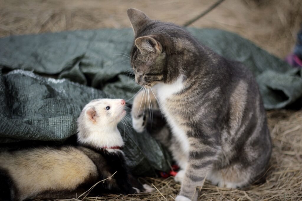 How to Introduce Ferrets to Dogs and Cats