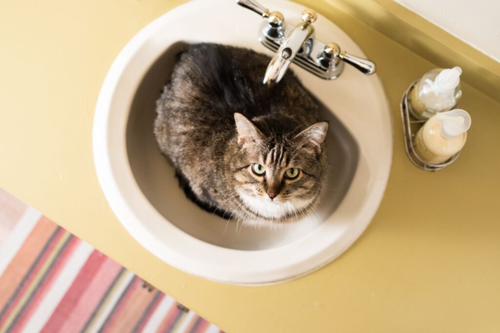 How to Stop Your Cat From Pooping in the Sink or Bathtub