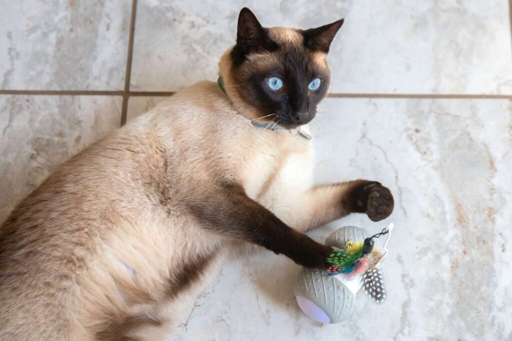 Features and Benefits of Cat Toys