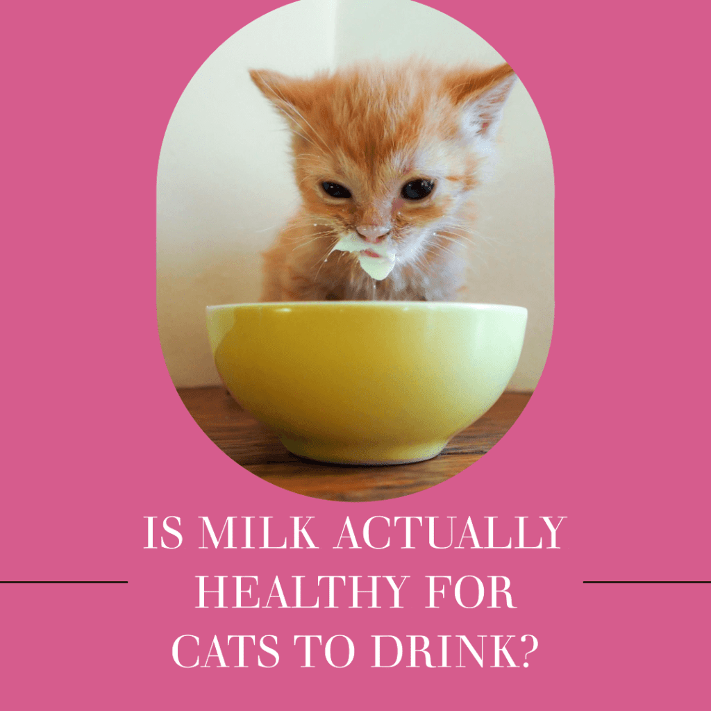 Is Milk Actually Healthy for Cats to Drink?