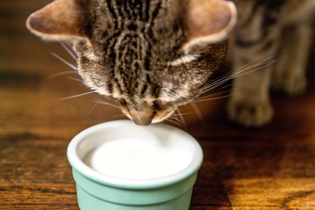 Is Milk Actually Healthy for Cats to Drink?