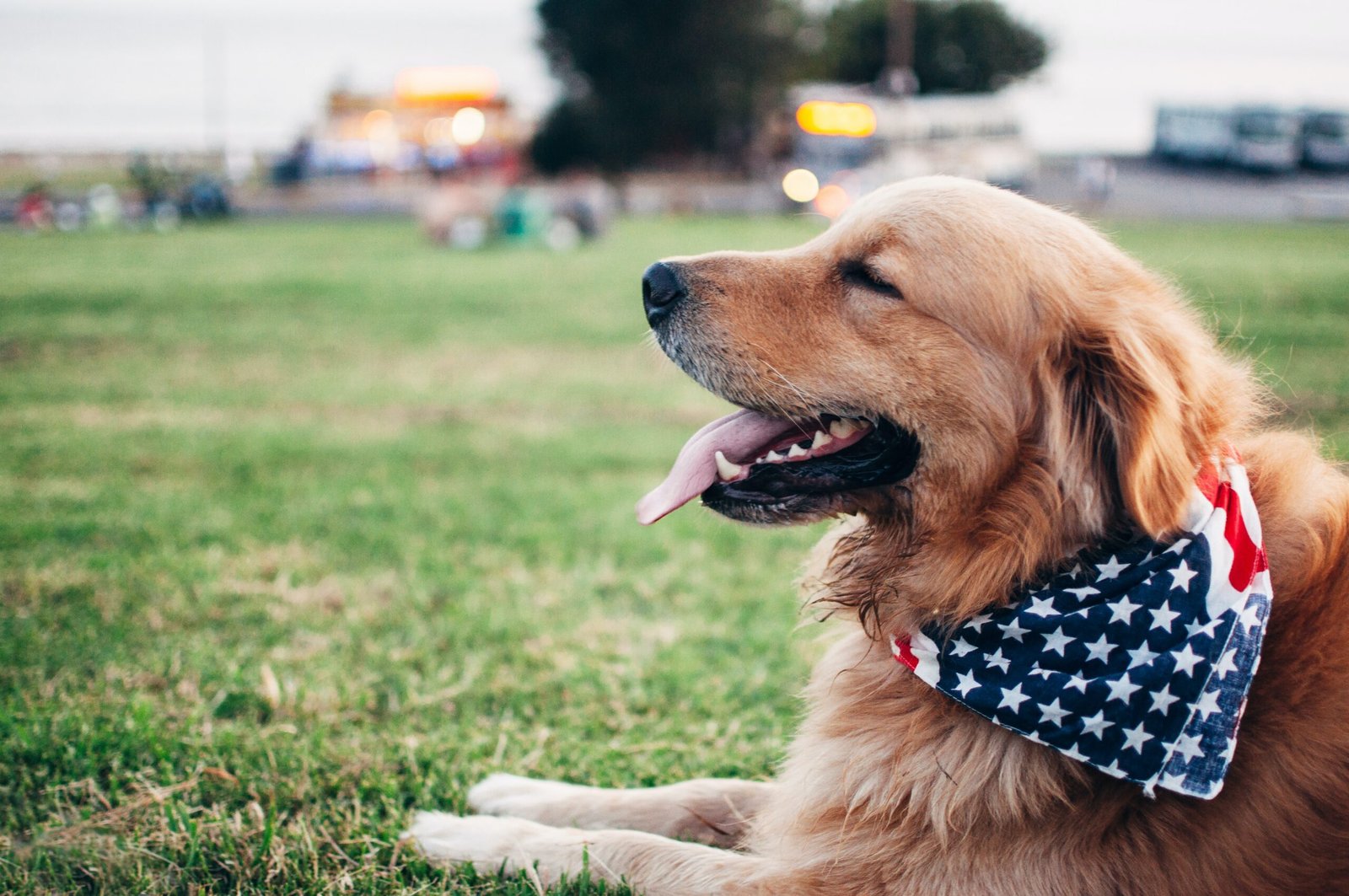 jogging with your puppy know the risks scaled