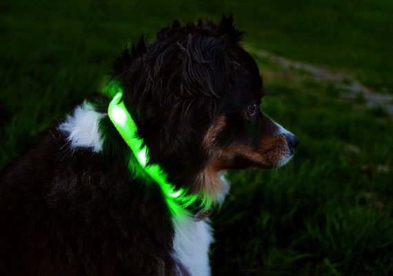 LED dog collars come with various lighting settings to suit different needs.