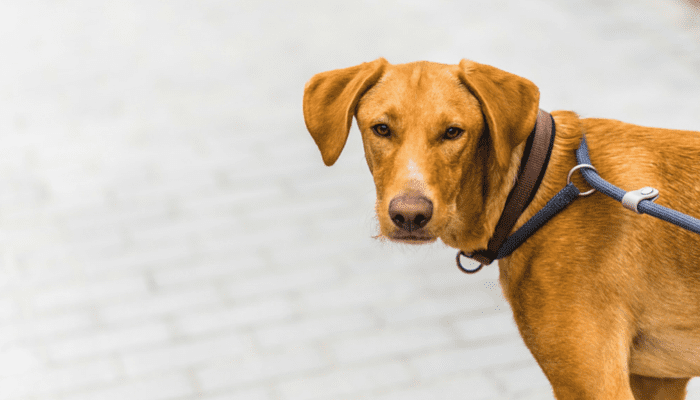 Managing and Training a Reactive Dog with Professional Help
