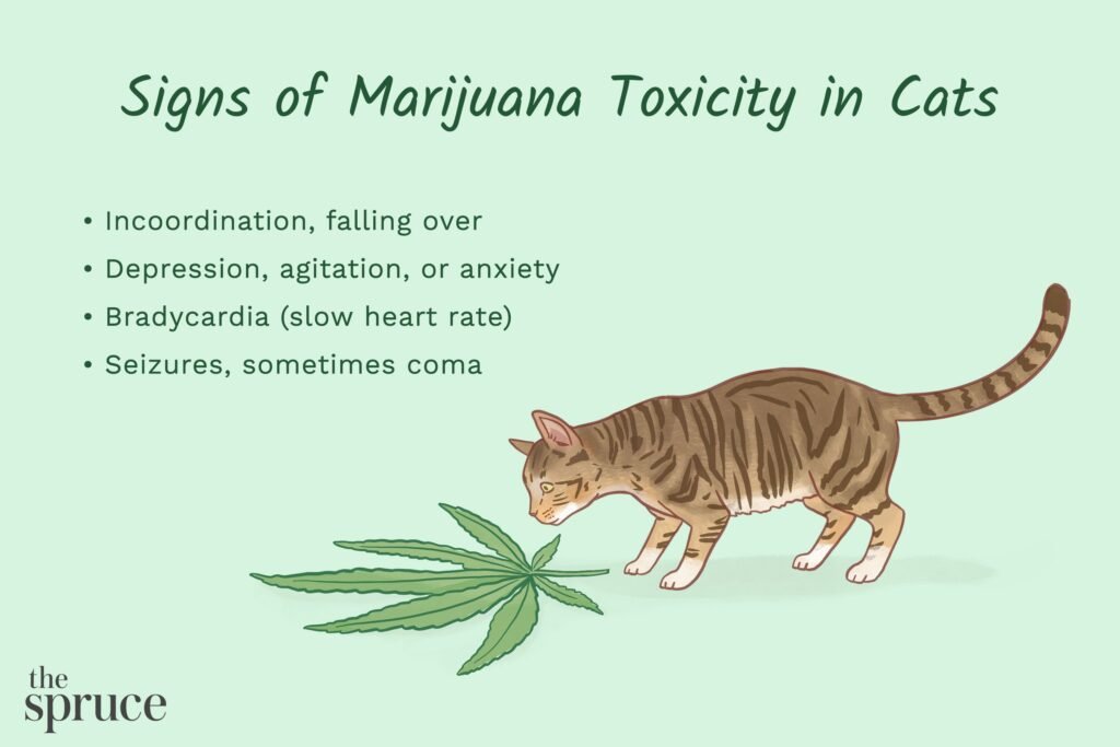 Treatment Options for Marijuana Toxicity in Cats