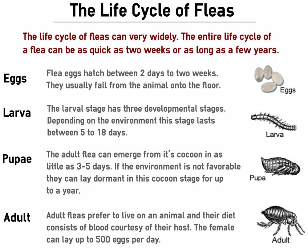 Understanding Flea Treatments and Life Cycle