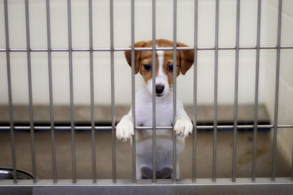 Michigan Introduces the Large Scale Commercial Dog Breeder Act to Crack Down on Puppy Mills