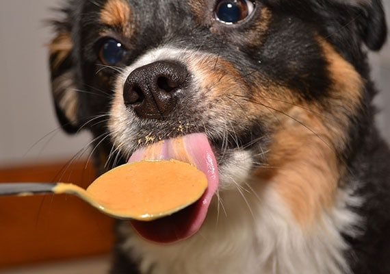 Potential Dangers of Peanut Butter for Dogs