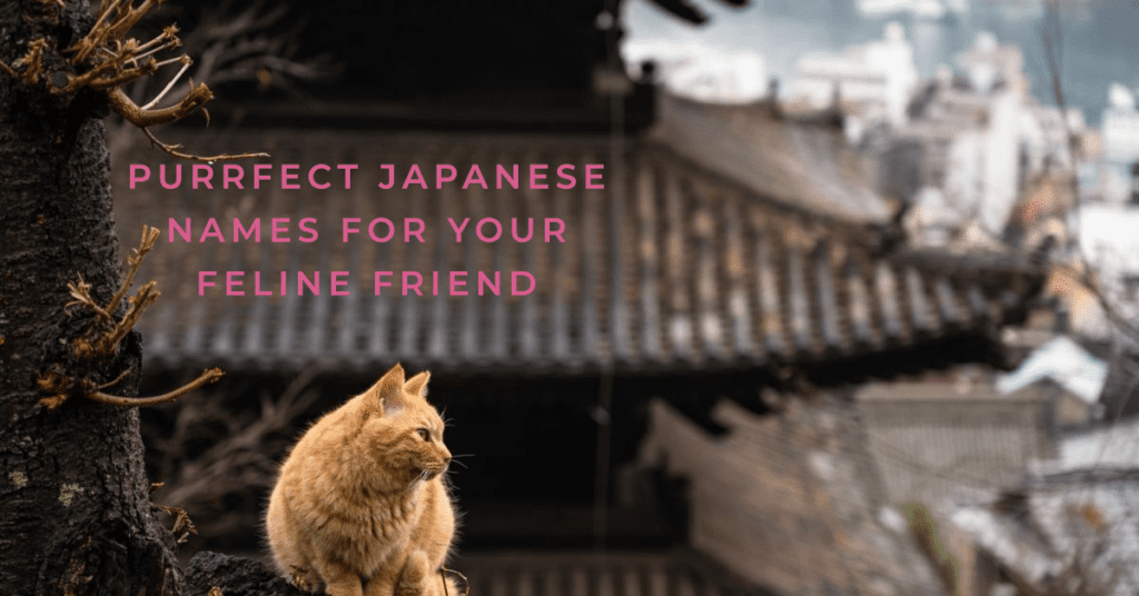 Popular Japanese Cat Names
