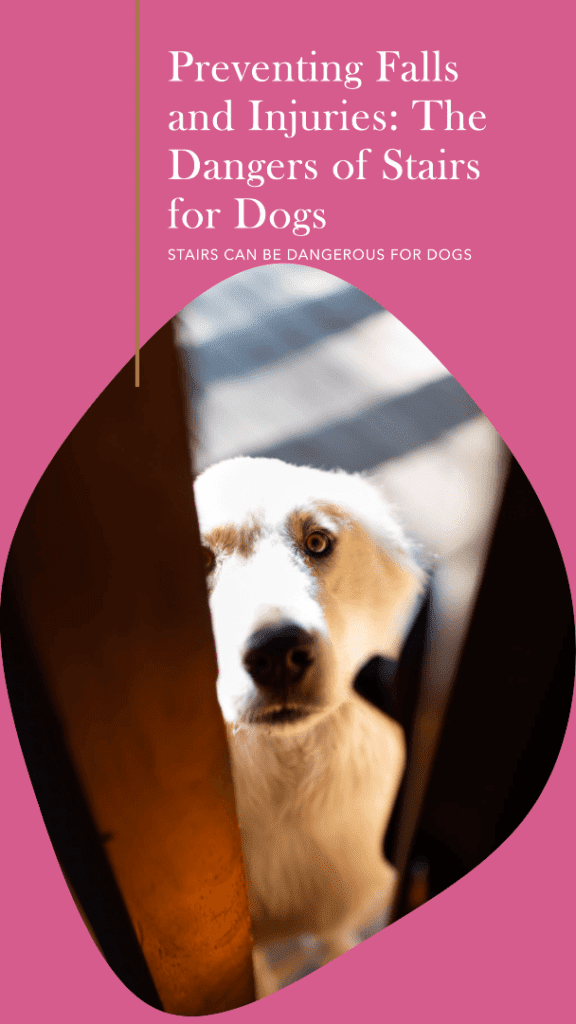 Preventing Falls and Injuries: The Dangers of Stairs for Dogs