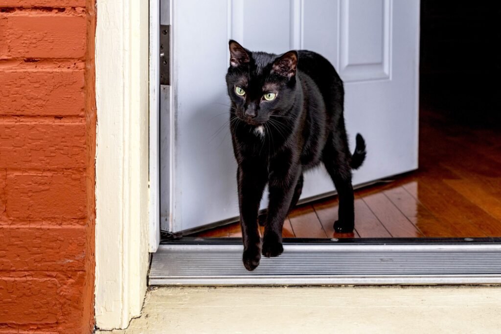 Preventing Indoor Cats from Escaping: Tips and Techniques