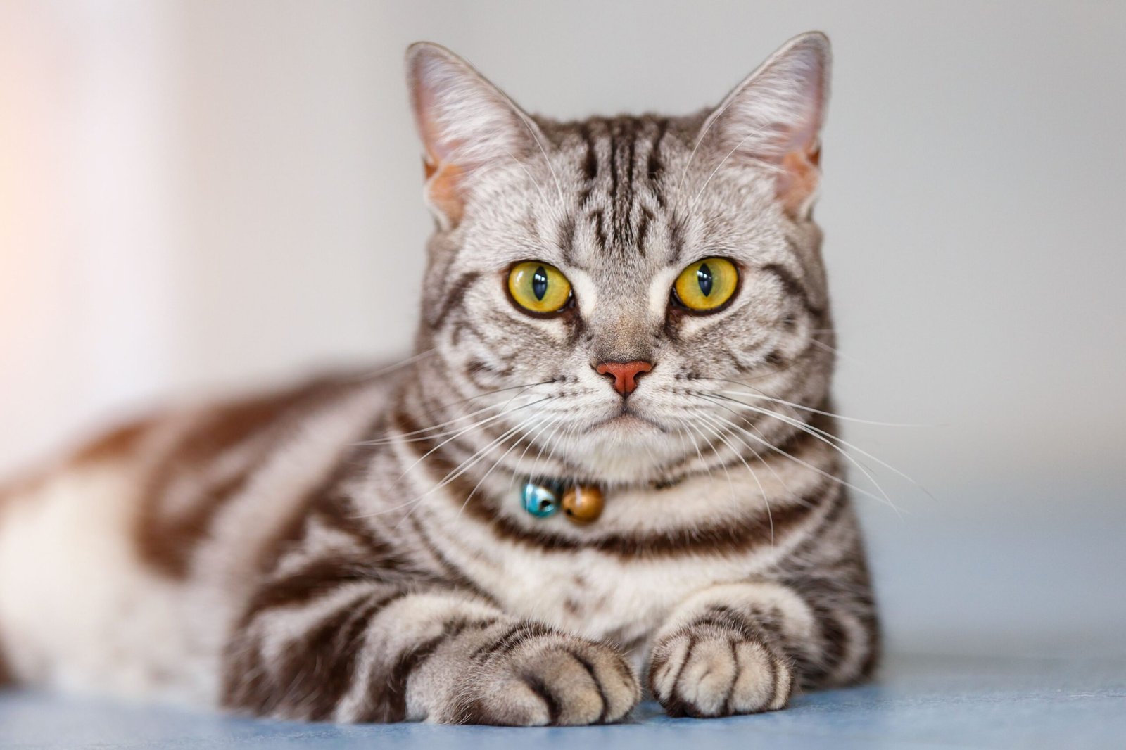 More Serious Reasons Why a Cat May Not Vocalize: Laryngeal Paralysis