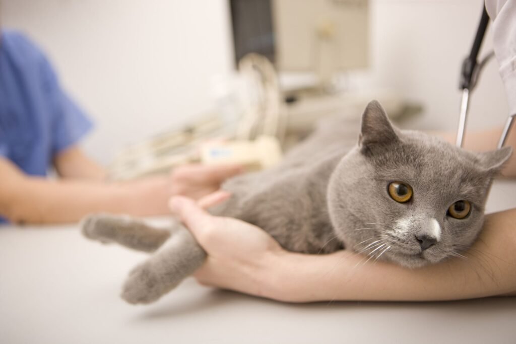 Spaying Your Cat Before Heat: Preventing accidental pregnancies