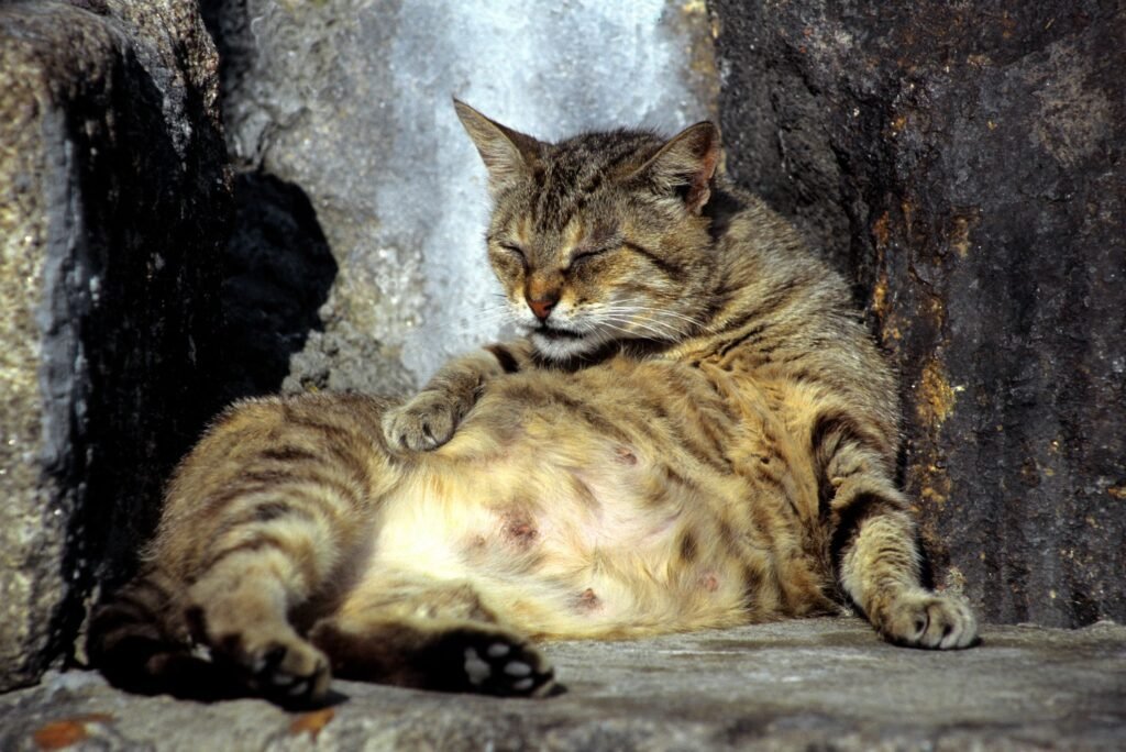 Signs of pregnancy in cats include swollen nipples, enlarging abdomen, change in appetite, weight gain, vomiting, and nesting behaviors.