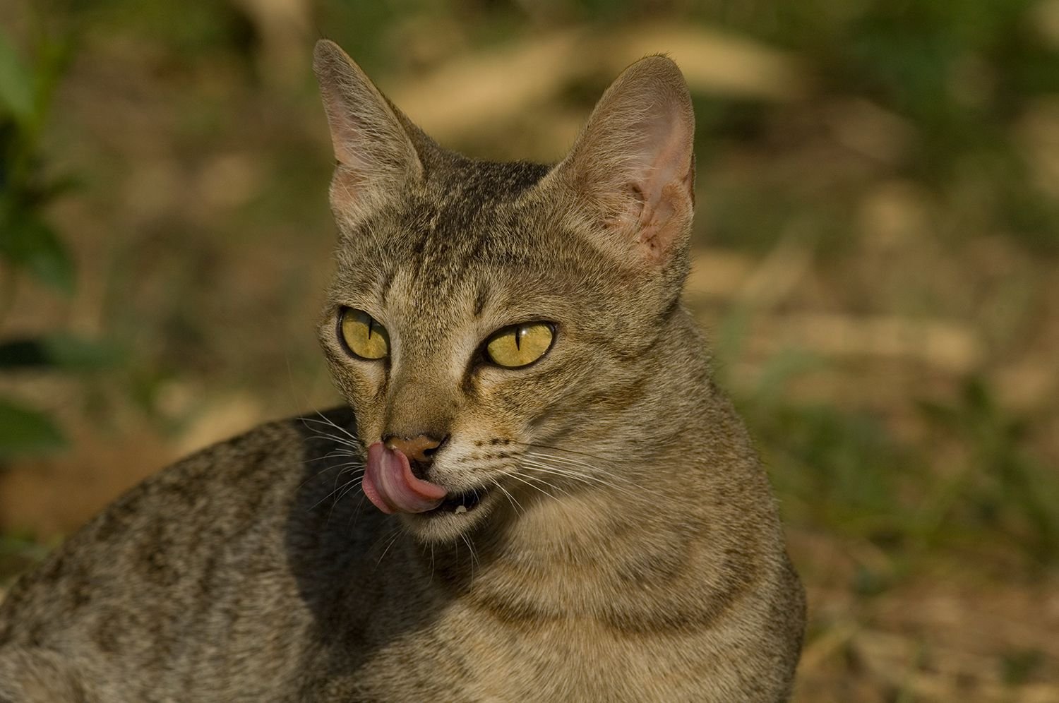 The 10 Largest Domesticated Cat Breeds: Chausie