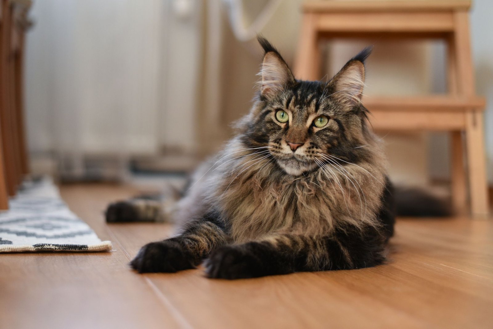 The 10 Largest Domesticated Cat Breeds: Siberian