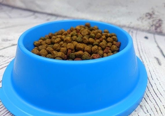 The 3 Best Plastic Dog Bowls Reviewed by Beaconpet: JW Pet Skid Stop Bowl
