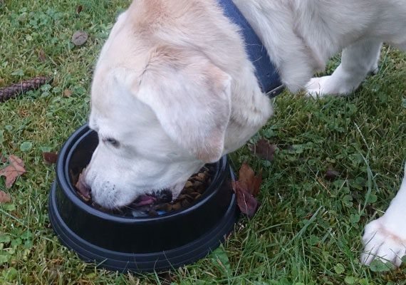 The 3 Best Plastic Dog Bowls Reviewed by Beaconpet: Loving Pets Bella Bowls