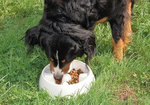 Dogit Go-Slow Anti Gulping Bowl (Extra Small size)