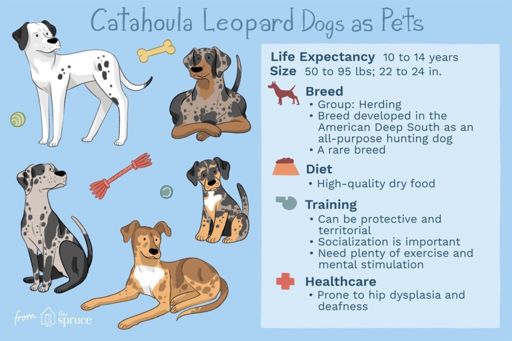 The Catahoula Leopard Dog: A Rare and Energetic Breed