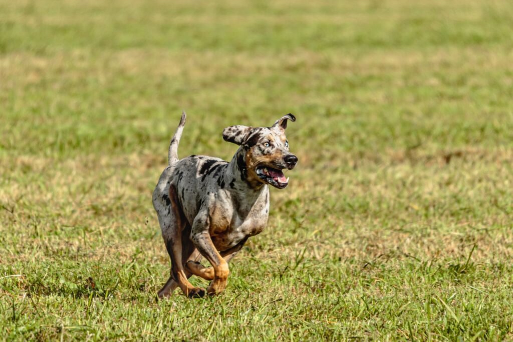the catahoula leopard dog a rare and energetic breed 2