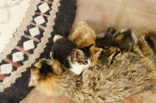 Caring for Pregnant Cats