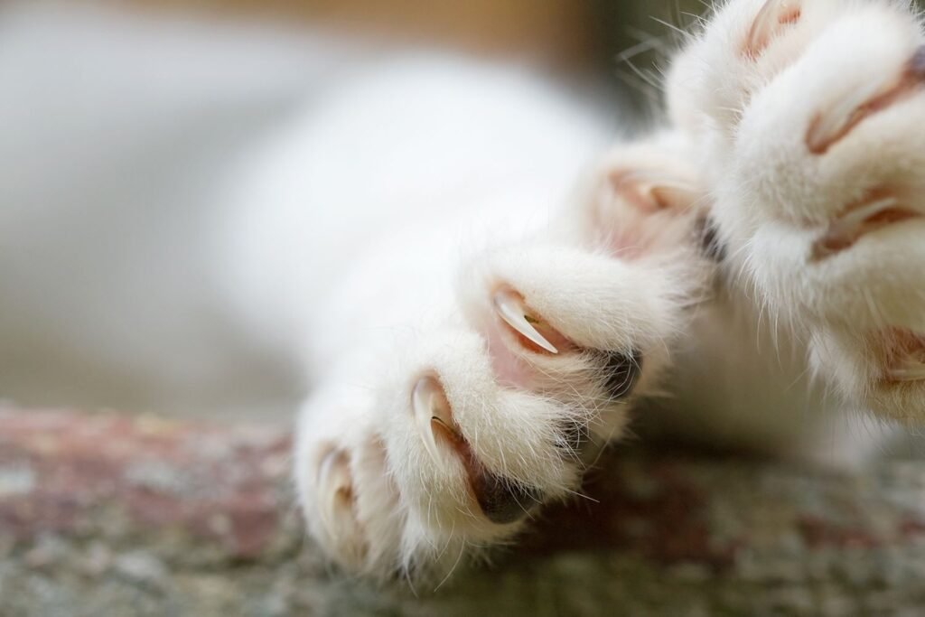 The Controversy Surrounding Declawing Procedures for Cats