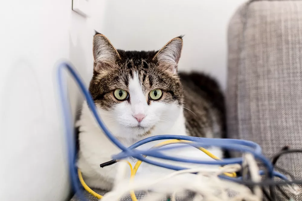 Preventing Chewing on Electrical Cords for Cats