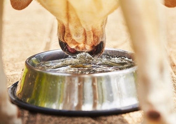 Drowning risks with water bowls