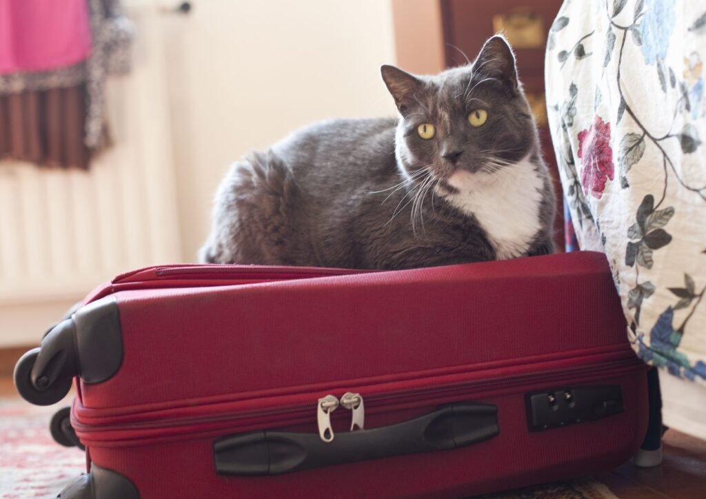 Ways to Keep Your Cat Calm during Vacation