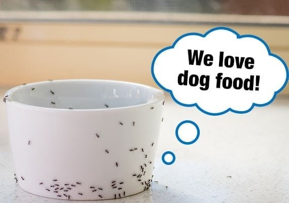 Health Issues Caused by Dirty Dog Bowls