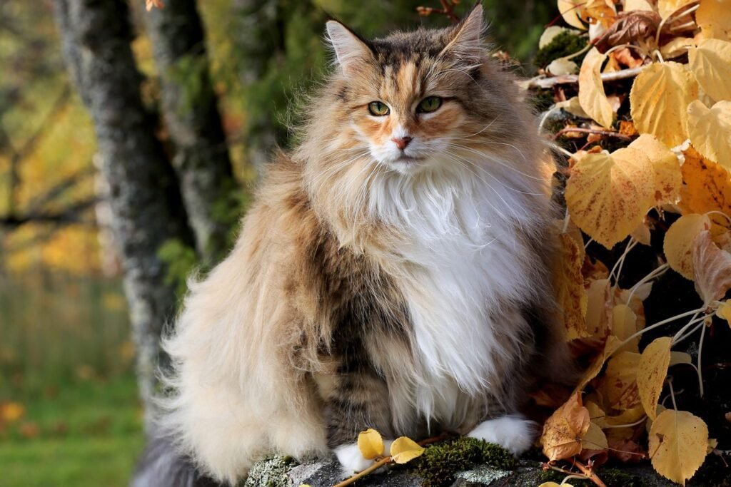 Maintaining a Healthy Weight The Norwegian Forest Cat