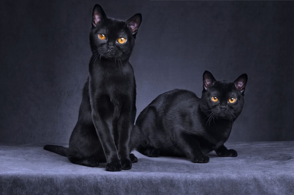 The Rich History of Black Cats and their Association with Halloween, Witchcraft, and Bad Luck.
