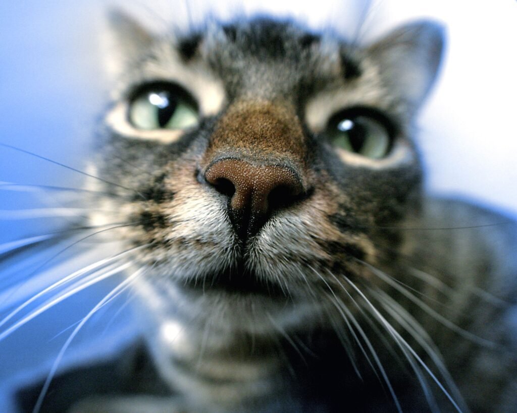 Signs of Abnormality in a Cat's Nose