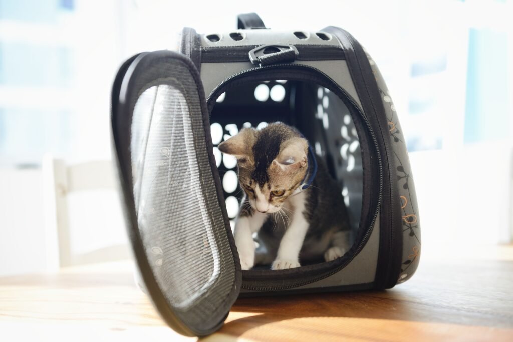 Tips for Crate Training Your Cat for Traveling