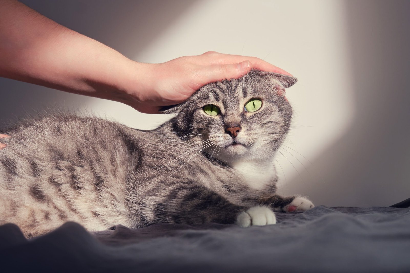 Top 5 Reasons Some People Just Don’t Like Cats: Biting and Scratching