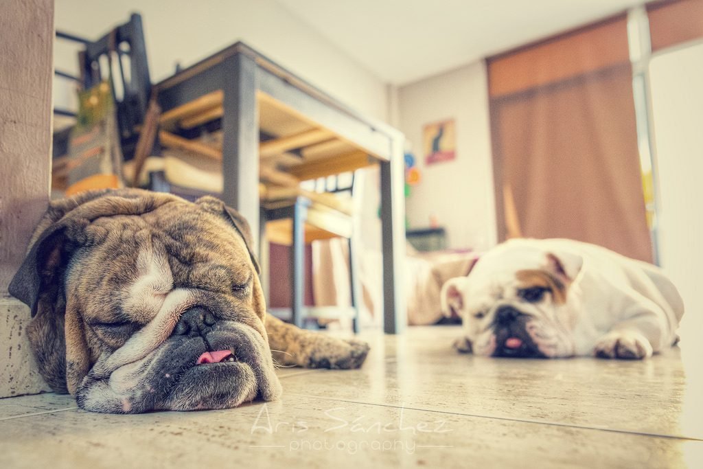 Top Ten Laziest Dog Breeds