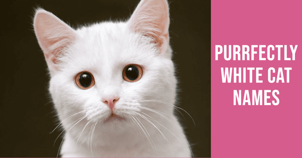 Top White Cat Names