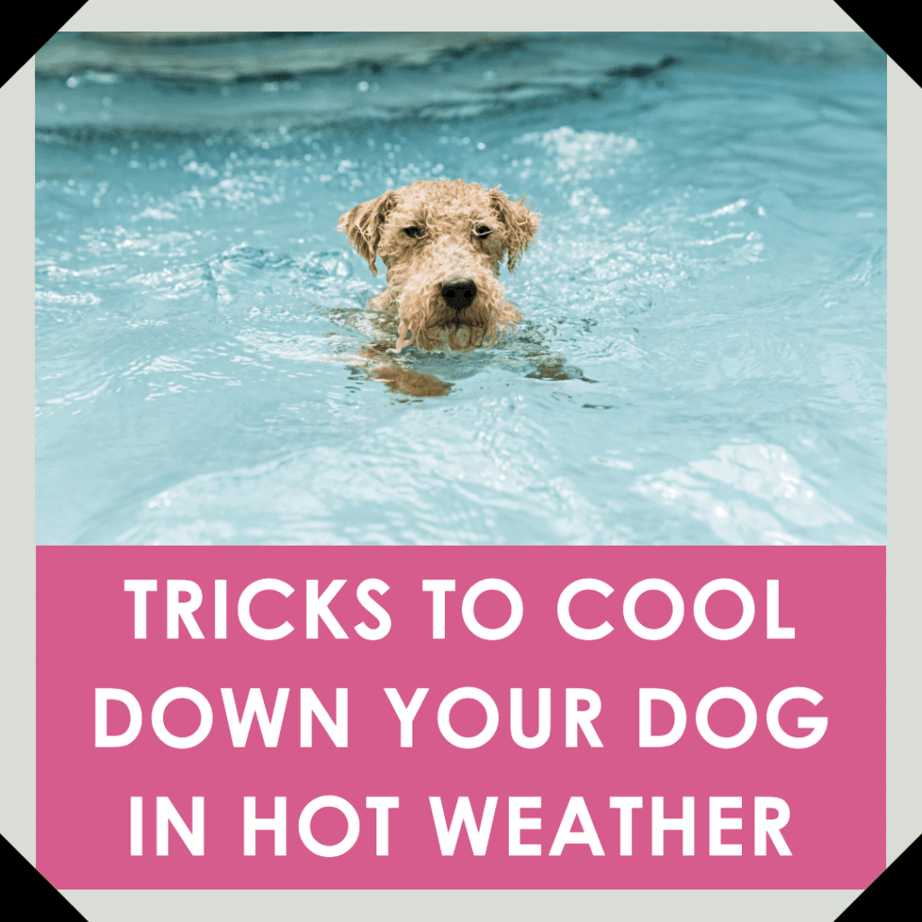 Tricks to Cool Down Your Dog in Hot Weather