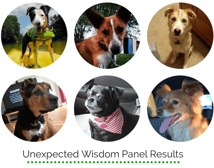 Unexpected Results from Wisdom Panel